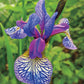 Shaker's Prayer Siberian Iris Iris Species Growing Bonsai Bulbs Roots Rhizomes Corms Tubers Potted Planting Reblooming Fragrant Garden Flower Seeds Plant