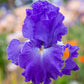 Speeding Again Bearded Iris Species Growing Bonsai Bulbs Roots Rhizomes Corms Tubers Potted Planting Reblooming Fragrant Garden Flower Seeds Plant