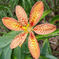 Iris domestica Belamcanda Chinensis is Native to China and Japan Iris species Growing Bonsai Seeds Flower Plant Bulbs Roots Rhizomes Corms Tubers Potted Planting Reblooming Fragrant Garden