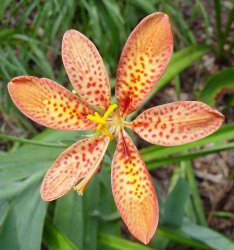 Iris domestica Belamcanda Chinensis is Native to China and Japan Iris species Growing Bonsai Seeds Flower Plant Bulbs Roots Rhizomes Corms Tubers Potted Planting Reblooming Fragrant Garden