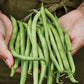 Bean, Bush, Blue Lake 274
