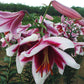 Silk Road Orienpet Hybrid Lily Blooms Species Growing Bonsai Bulbs Roots Rhizomes Corms Tubers Potted Planting Reblooming Fragrant Garden Flower Seeds Plant