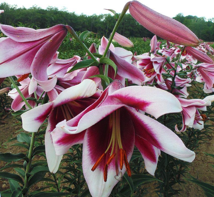 Silk Road Orienpet Hybrid Lily Blooms Species Growing Bonsai Bulbs Roots Rhizomes Corms Tubers Potted Planting Reblooming Fragrant Garden Flower Seeds Plant