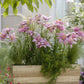 Silla Lily Blooms Species Growing Bonsai Bulbs Roots Rhizomes Corms Tubers Potted Planting Reblooming Fragrant Garden Flower Seeds Plant