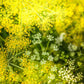 Mammoth Dill