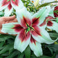 Zeba Lily Blooms Species Growing Bonsai Bulbs Roots Rhizomes Corms Tubers Potted Planting Reblooming Fragrant Garden Flower Seeds Plant