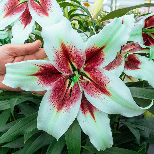 Zeba Lily Blooms Species Growing Bonsai Bulbs Roots Rhizomes Corms Tubers Potted Planting Reblooming Fragrant Garden Flower Seeds Plant
