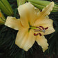 Shine On Orienpet Hybrid Lily Blooms Species Growing Bonsai Bulbs Roots Rhizomes Corms Tubers Potted Planting Reblooming Fragrant Garden Flower Seeds Plant