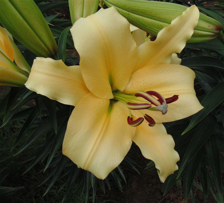 Shine On Orienpet Hybrid Lily Blooms Species Growing Bonsai Bulbs Roots Rhizomes Corms Tubers Potted Planting Reblooming Fragrant Garden Flower Seeds Plant
