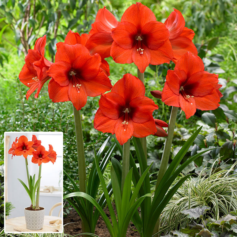 Princess Margriet Amaryllis Hippeastrum Blooms Species Growing Bonsai Bulbs Roots Rhizomes Corms Tubers Potted Planting Reblooming Fragrant Garden Flower Seeds Plant  Size 12-16cm