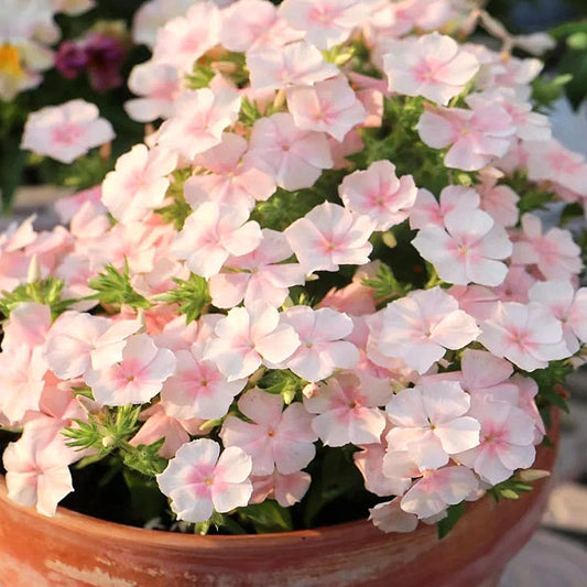 Pink Phlox paniculata Seeds