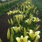 Yelloween Orienpet Hybrid Lily Blooms Species Growing Bonsai Bulbs Roots Rhizomes Corms Tubers Potted Planting Reblooming Fragrant Garden Flower Seeds Plant