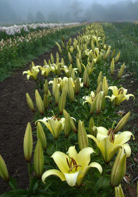Yelloween Orienpet Hybrid Lily Blooms Species Growing Bonsai Bulbs Roots Rhizomes Corms Tubers Potted Planting Reblooming Fragrant Garden Flower Seeds Plant
