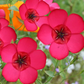 Scarlet Flax Seeds