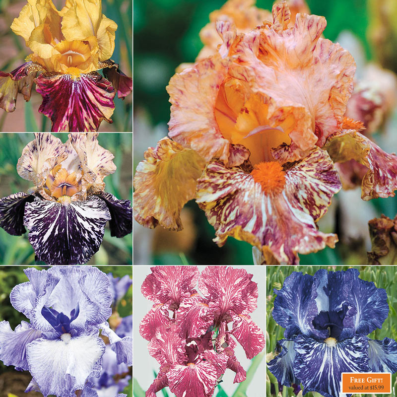 Seedsplant® Renowned Batik Iris Collection Bearded Iris Species Growing Bonsai Bulbs Roots Rhizomes Corms Tubers Potted Planting Reblooming Fragrant Garden Flower Seeds Plant