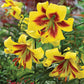 Robert Swanson Lily Tree Lily Blooms Species Growing Bonsai Bulbs Roots Rhizomes Corms Tubers Potted Planting Reblooming Fragrant Garden Flower Seeds Plant