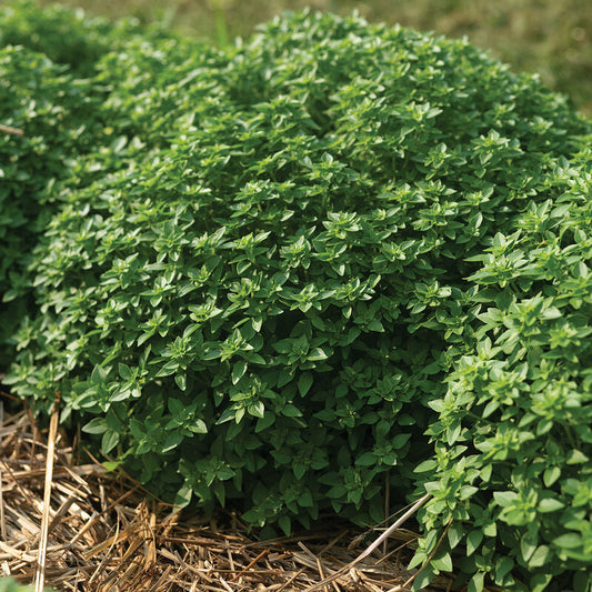 Greco a Palla Basil Seed