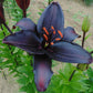 Secret Kiss Asiatic Hybrid Lily Blooms Species Growing Bonsai Bulbs Roots Rhizomes Corms Tubers Potted Planting Reblooming Fragrant Garden Flower Seeds Plant