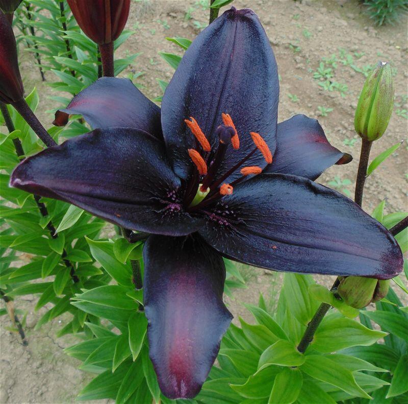 Secret Kiss Asiatic Hybrid Lily Blooms Species Growing Bonsai Bulbs Roots Rhizomes Corms Tubers Potted Planting Reblooming Fragrant Garden Flower Seeds Plant