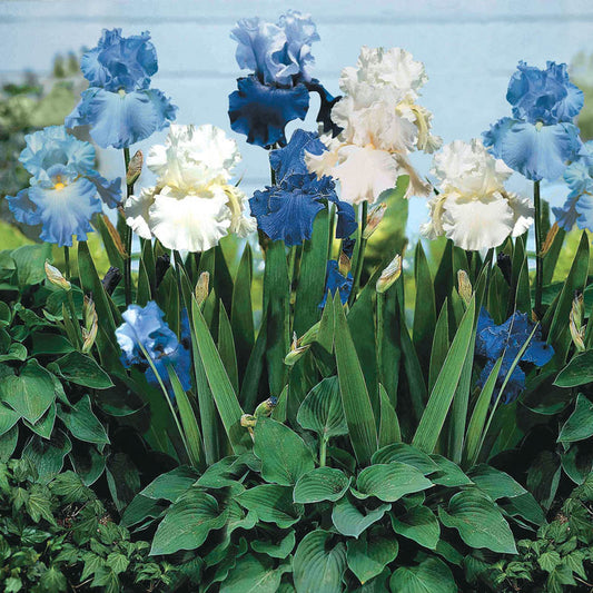 Blue Bearded Iris Mixture Iris Species Growing Bonsai Bulbs Roots Rhizomes Corms Tubers Potted Planting Reblooming Fragrant Garden Flower Seeds Plant