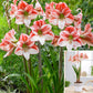 Table Dance Amaryllis Hippeastrum Blooms Species Growing Bonsai Bulbs Roots Rhizomes Corms Tubers Potted Planting Reblooming Fragrant Garden Flower Seeds Plant  Size 12-16cm