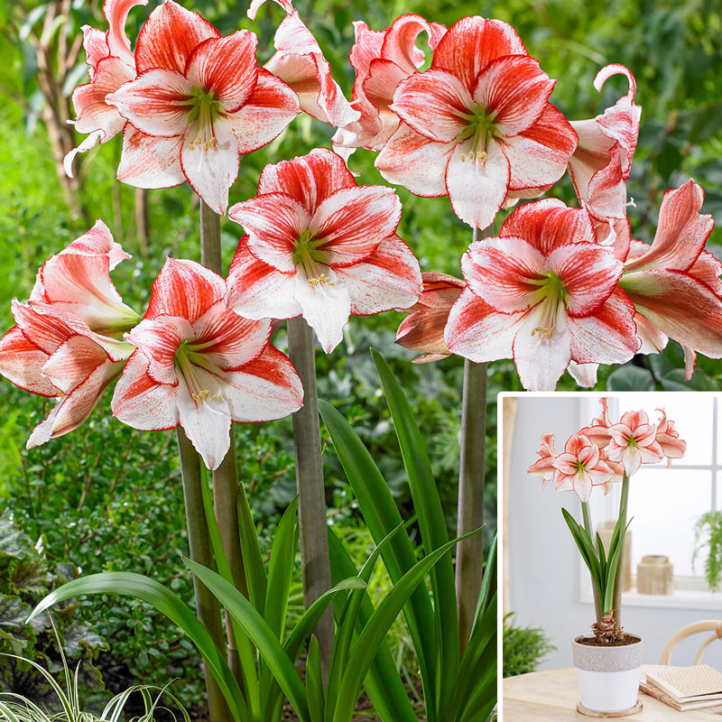 Table Dance Amaryllis Hippeastrum Blooms Species Growing Bonsai Bulbs Roots Rhizomes Corms Tubers Potted Planting Reblooming Fragrant Garden Flower Seeds Plant  Size 12-16cm