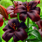 Royal Kiss Lily Blooms Species Growing Bonsai Bulbs Roots Rhizomes Corms Tubers Potted Planting Reblooming Fragrant Garden Flower Seeds Plant