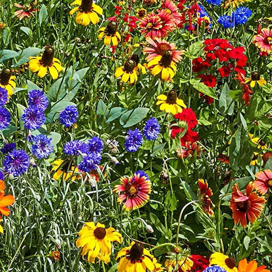 Southeast Wildflower Seeds Extravaganza