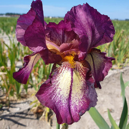 Attention Please Reblooming Iris Reblooming Bearded Iris Fragrant Plant Now Fall Blooms Flower Seeds Plant
