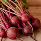 Beet, Detroit Dark Red Medium Top