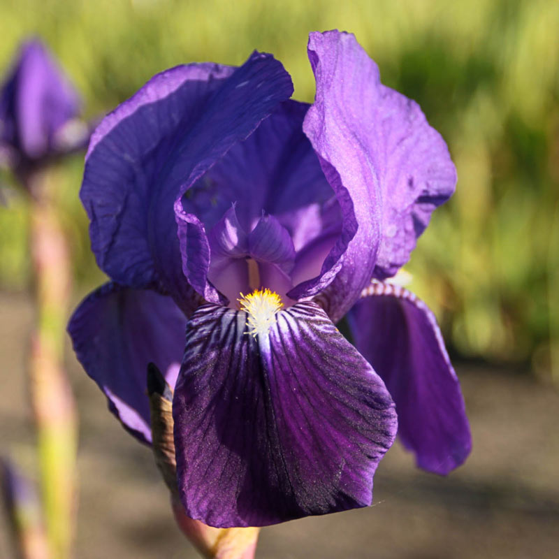 Eleanor Roosevelt Bearded Iris Rare Iris Bulbs Rapidly Beauty Reblooming Bearded Iris Root Home Balcony Bonsai Decor Flower Seeds Plant
