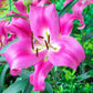 Robina Lily Tree Lily Blooms Species Growing Bonsai Bulbs Roots Rhizomes Corms Tubers Potted Planting Reblooming Fragrant Garden Flower Seeds Plant