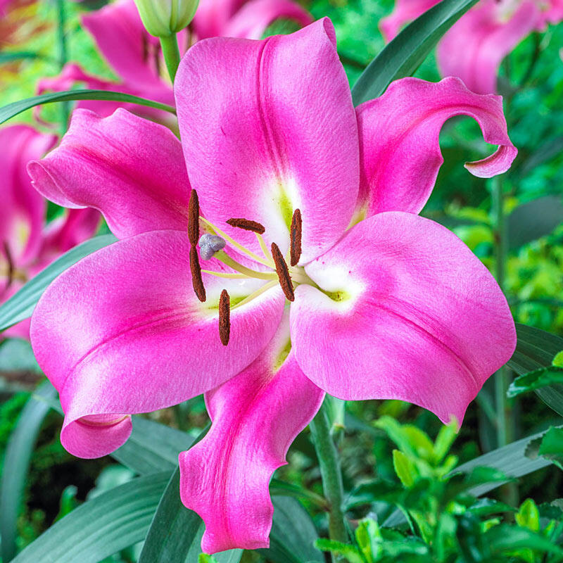 Robina Lily Tree Lily Blooms Species Growing Bonsai Bulbs Roots Rhizomes Corms Tubers Potted Planting Reblooming Fragrant Garden Flower Seeds Plant