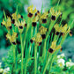 Snake's Head Bearded Iris Species Growing Bonsai Bulbs Roots Rhizomes Corms Tubers Potted Planting Reblooming Fragrant Garden Flower Seeds Plant