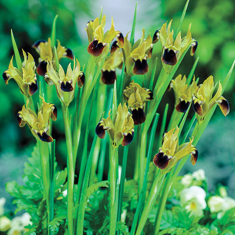 Snake's Head Bearded Iris Species Growing Bonsai Bulbs Roots Rhizomes Corms Tubers Potted Planting Reblooming Fragrant Garden Flower Seeds Plant