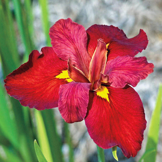Ann Chowning Louisiana Iris Bearded Iris Species Growing Bonsai Bulbs Roots Rhizomes Corms Tubers Potted Planting Reblooming Fragrant Garden Flower Seeds Plant