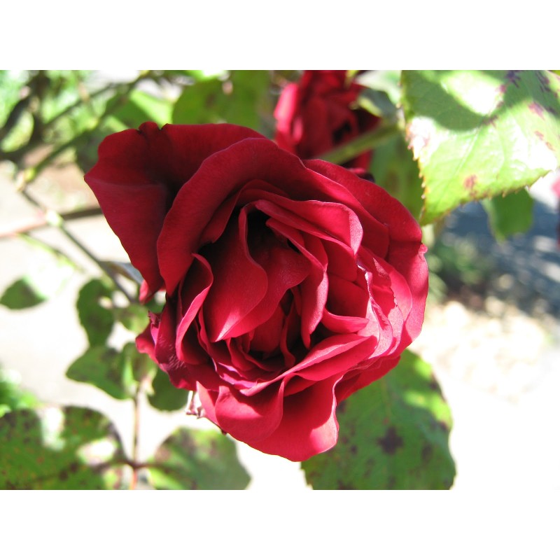 Climbing Rose Seedlings Flower Seeds Perennial Growing Bonsai Corms Tubers Potted Planting Reblooming Fragrant Garden Roots Rhizomes Species Blooms Plant Bulbs Gardening Tree