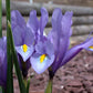 Bearded Iris Species Growing Bonsai Bulbs Roots Rhizomes Iris Hyrcana Has Clear Blue Flowers Bright Yellow Ridge