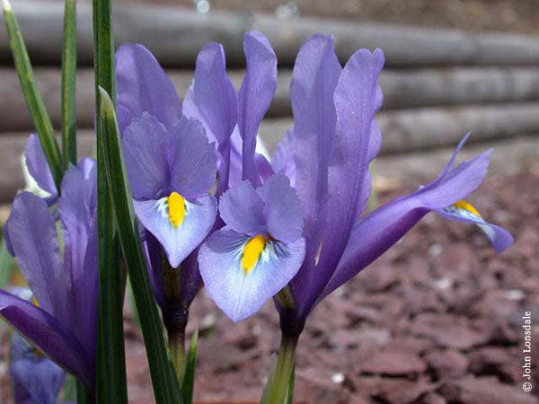 Bearded Iris Species Growing Bonsai Bulbs Roots Rhizomes Iris Hyrcana Has Clear Blue Flowers Bright Yellow Ridge