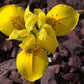Reticulata Irises Iris Reticulata Var Bakeriana Bearded Iris Species Growing Bonsai Bulbs Roots Rhizomes Corms Tubers Potted Planting Reblooming Fragrant Garden Flower Seeds Plant