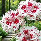 Red Splatter White Dianthus Seeds