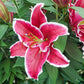 Bandiera Lily Blooms Species Growing Bonsai Bulbs Roots Rhizomes Corms Tubers Potted Planting Reblooming Fragrant Garden Flower Seeds Plant