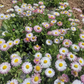 Mix Daisy Crazy Seeds