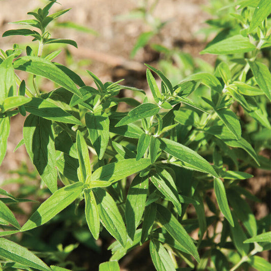Mountain Mint Herb Seeds