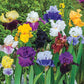 Reblooming German Iris Mix Reblooming Bearded Perennial Garden Decoration Iris species Growing Bonsai Seeds Flower Plant Bulbs Roots Rhizomes Corms Tubers Potted Planting Fragrant