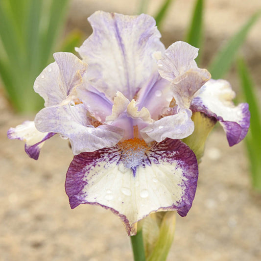 Agatha Christie Reblooming Iris Romantic Bearded Iris Roots Bulbs Multiply Rapidly Yard Garden Flowers Plants Home Balcony Bonsai Flower Seeds Plant