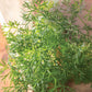 Parsley, Green Dream