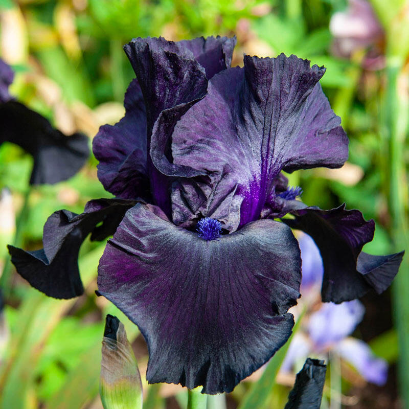 Black Suited Bearded Iris Species Growing Bonsai Bulbs Roots Rhizomes Corms Tubers Potted Planting Reblooming Fragrant Garden Flower Seeds Plant
