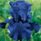 Blueberry Bliss Bearded Iris Species Growing Bonsai Bulbs Roots Rhizomes Corms Tubers Potted Planting Reblooming Fragrant Garden Flower Seeds Plant