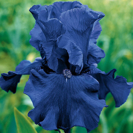 Blueberry Bliss Bearded Iris Species Growing Bonsai Bulbs Roots Rhizomes Corms Tubers Potted Planting Reblooming Fragrant Garden Flower Seeds Plant